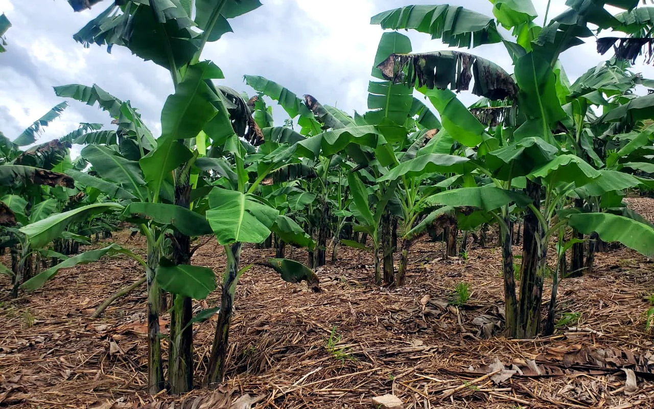 Established banana plantation