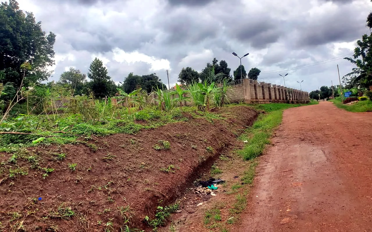 Green land beside a road