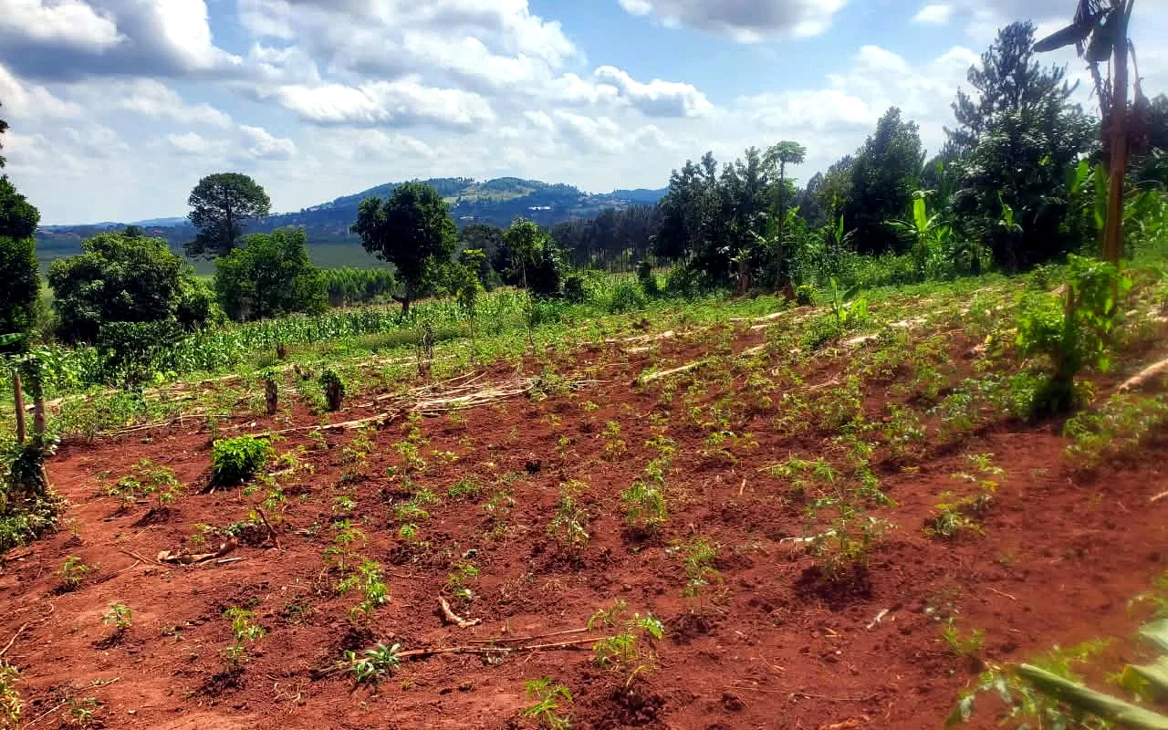 Open view across green land
