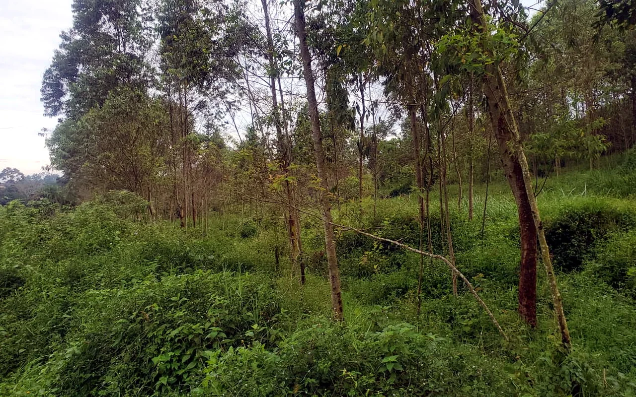 Green land with mature trees