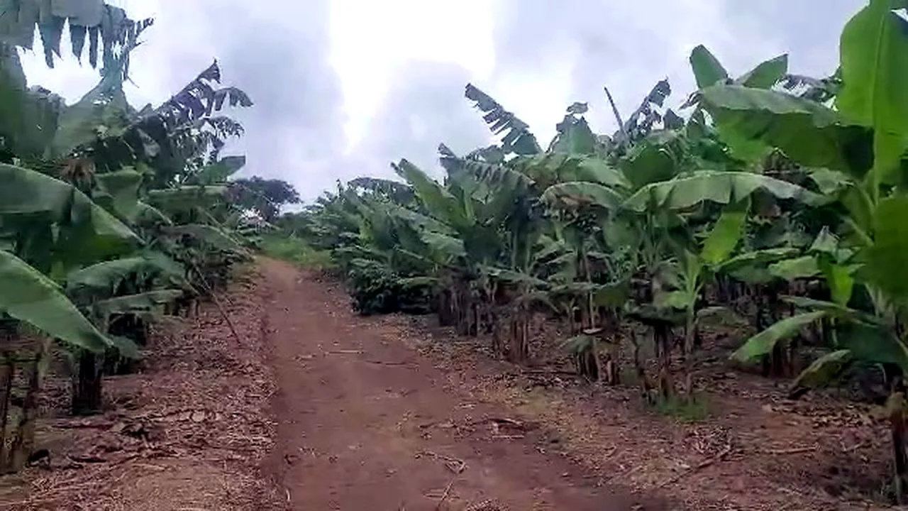 Path through a banana plantation